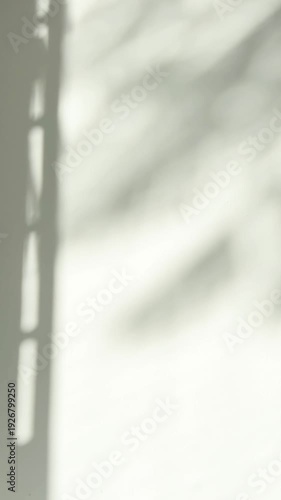 Plants shadows on a white wall