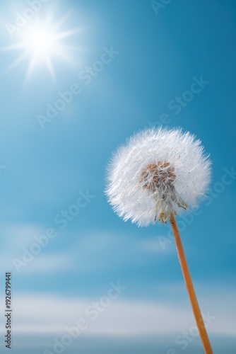 Close-up of dandelion against clear blue sky and bright sun