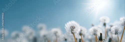 Sunny field of dandelions with bright blue sky and fluffy seed heads