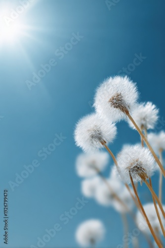 Sunny day with dandelions against clear blue sky