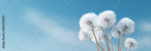 Close-up of dandelions against clear sky in springtime