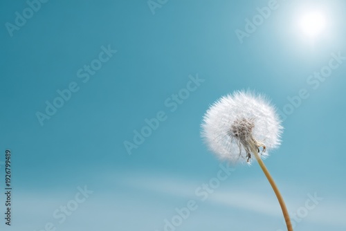 Dandelion against clear blue sky and bright sunlight