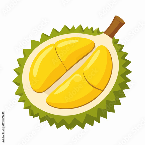 Detailed cutaway illustration of a spiky durian fruit showing interior yellow flesh, green thorny skin, and brown stem, centered on plain white background, viewed from frontal perspective