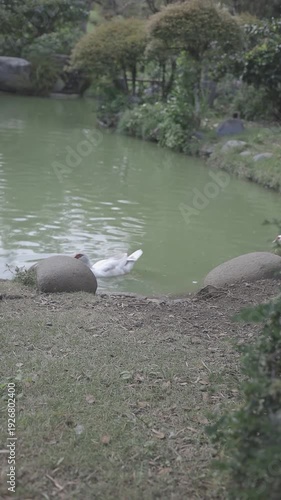 Wallpaper Mural A peaceful duck gracefully swims across the serene pond. The water surface mirrors the surrounding trees and vegetation, adding a touch of natural beauty Torontodigital.ca