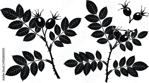 Black vector silhouette set of rose hip branches with leaves and berries for autumn nature garden floral pattern herbal tea and organic medicine branding