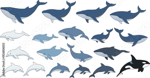 Whale and Dolphin Marine Mammal Icon Set Featuring Ocean Animals in Multiple Poses for Wildlife Education, Sea Life Infographics, and Vector Design