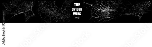 Fotografía High quality spider web PNG with elegant curved silk lines and floating gossamer details