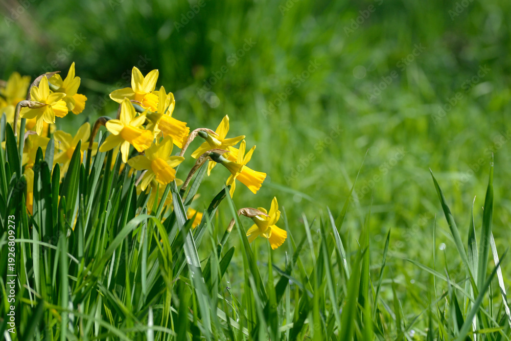Obraz premium Narcisses au printemps
