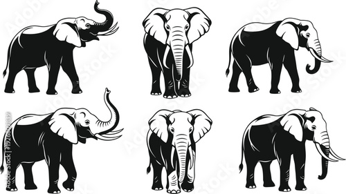 Elephant illustration collection showing African wildlife animals in different poses, safari nature concept, powerful mammal silhouettes isolated on white background detailed vector artwork