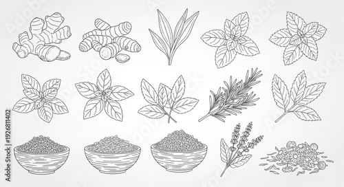 Detailed illustration of various herbs and spices, perfect for culinary and botanical projects.
