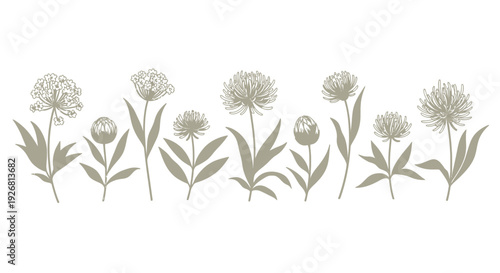 A row of flowers and leaves on white background  simple floral design elements