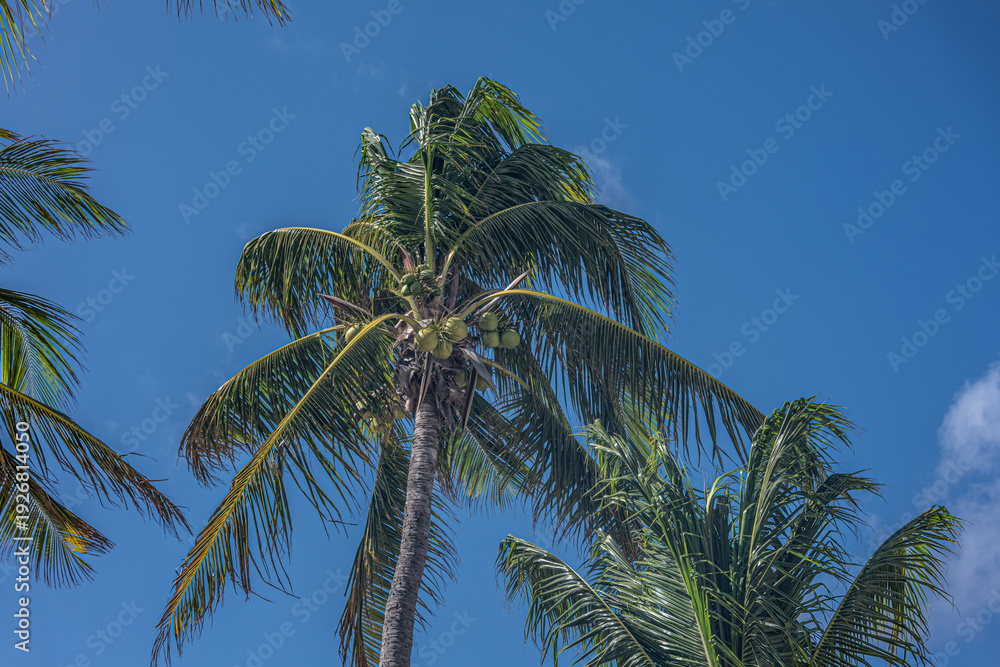 Fototapeta premium Row of palm trees with sky in background