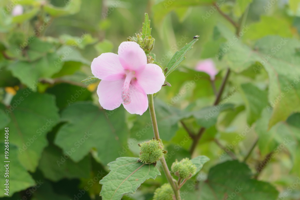 Fototapeta premium Flowers on the Urena Lobata or Caesarweed plant