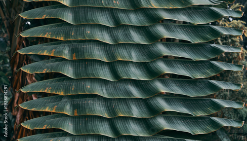Close-up view of a palm tree trunk with layered green leaves in a natural setting