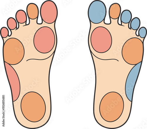 Foot reflexology chart illustration, colored pressure points zones on human feet, alternative medicine therapy diagram, wellness healthcare drawing, cad flat vector illustration