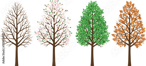 Four seasonal tree illustrations showing winter, spring blossoms, summer greenery, and autumn foliage, nature seasons concept art, vector design