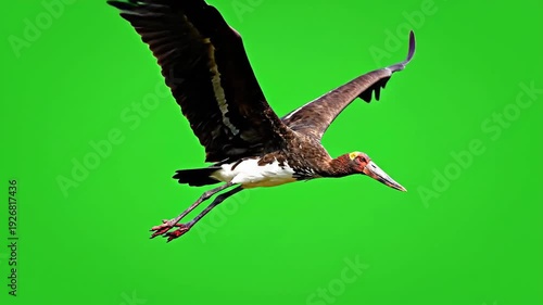 Asian Openbill Stork Flying Against Green Screen.