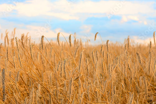Fotografie ripe ears of golden wheat in a vast agricultural field, wheat yield and price, s