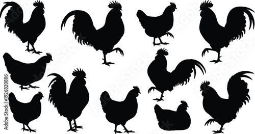 Set of chicken and rooster silhouettes in various poses isolated on white background farm poultry illustration collection for agriculture, rural design, branding, decoration
