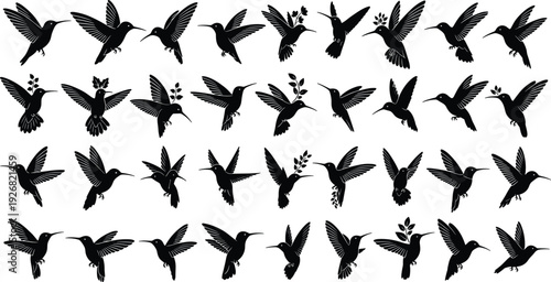 Set of flying hummingbird silhouettes in various poses, black bird vector illustration collection isolated on white background, wildlife and nature design elements