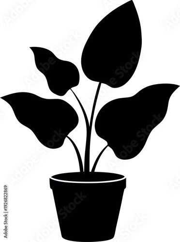 Calathea Orbifolia Broad Leaf Plant Silhouette in Decorative Pot Illustration