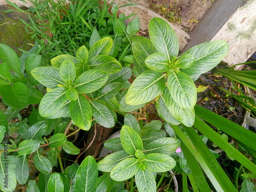 fresh mint leaves Madagascar periwinkle (Catharanthus roseus) is a hardy evergreen shrub or herb featuring glossy, dark green leaves and prolific pink or white star-shaped flowers with a prominent cen