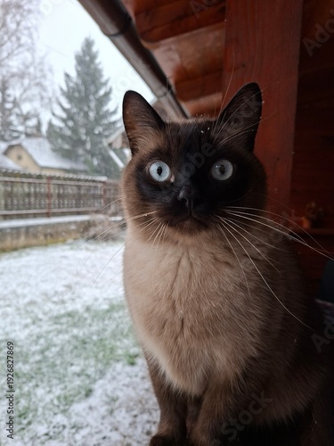 cat in winter 