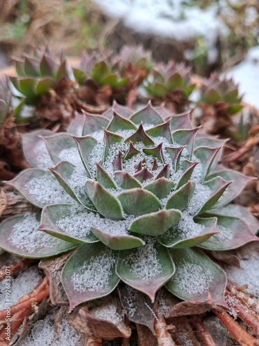 stone rose in the snow 