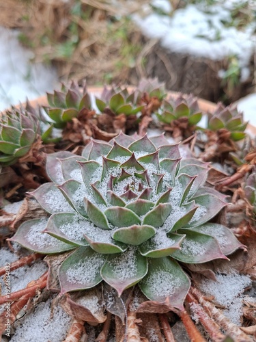 cactus under the snow 
