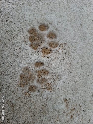 cat tracks 