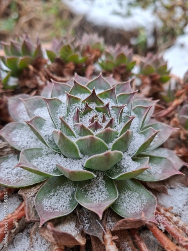 stone rose in the snow 