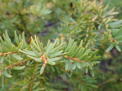 Canvastavla detail of a green coniferous tree branch