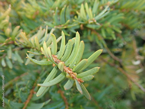 фотографія detail of a green coniferous tree branch