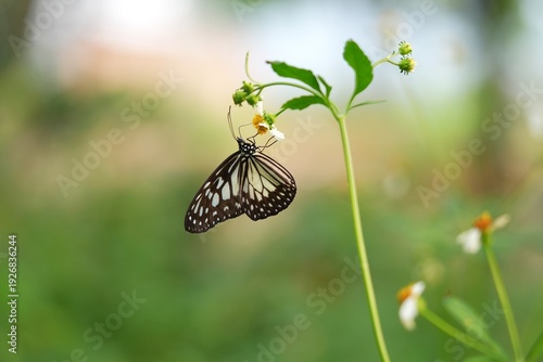 Photography Close up of a Glassy Tiger butterfly (Ideopsis juventa) perched on a wildflower