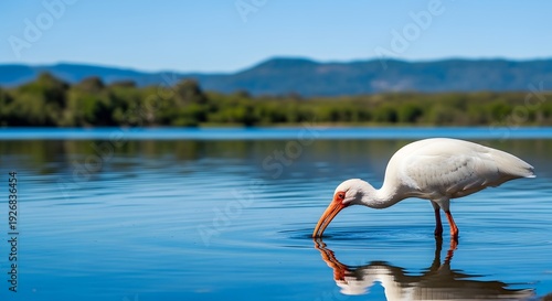 Beautiful wild white ibis bird with a long curved beak drinking fresh water from a tranquil blue lake