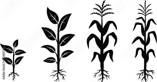 Black plant growth cycle vector set, seedling to mature corn stalk silhouettes, agriculture and farming design