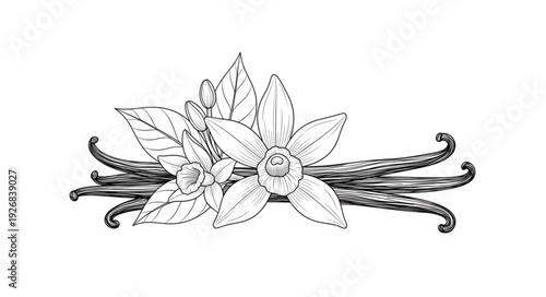 Elegant illustration of vanilla flowers and pods, showcasing natural beauty and aromatic essence.