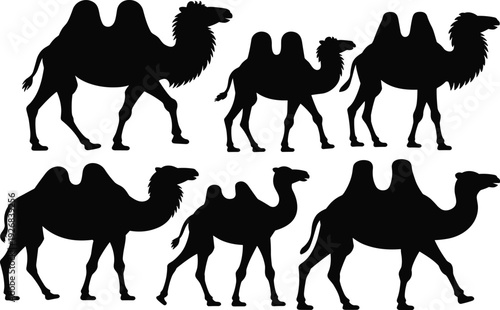 Bactrian camel silhouettes set, desert animals with two humps walking in various poses for wildlife design