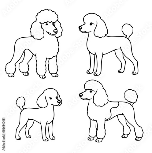Dog icons, 4 vector illustrations of poodles, with outline design style
