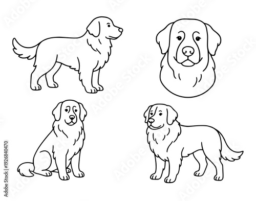 Dog icons, 4 vector illustrations of golden retrievers, with outline design style