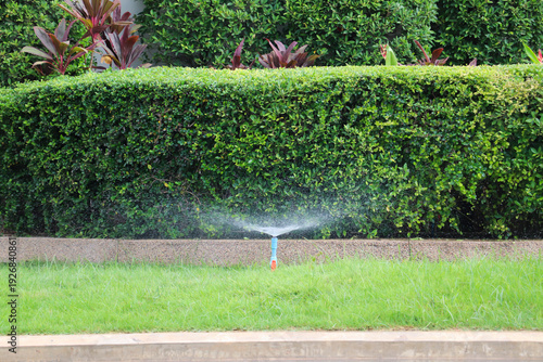 Wide hedge border separating lawn and pathway