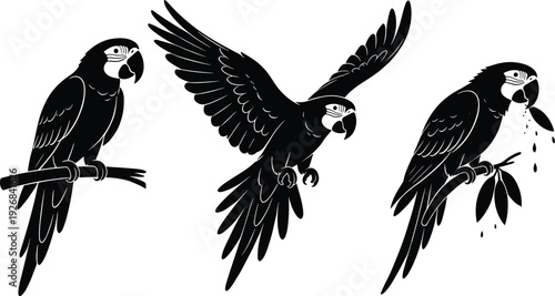 Black vector silhouette set of three tropical macaw parrots in perched and flying poses for exotic wildlife nature zoo and environmental conservation design projects