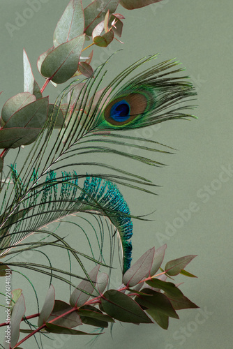 Fresh eucalyptus leaves on green background, top view. Eucalyptus branches.