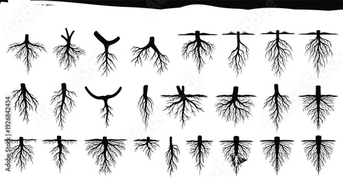 Black vector silhouette set of various plant and tree root systems and underground fibrous structures for biology nature gardening and botanical growth branding