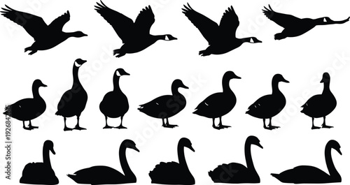 Black vector silhouette set of various waterfowl including flying geese standing ducks and graceful swans for nature wildlife and hunting industry branding designs