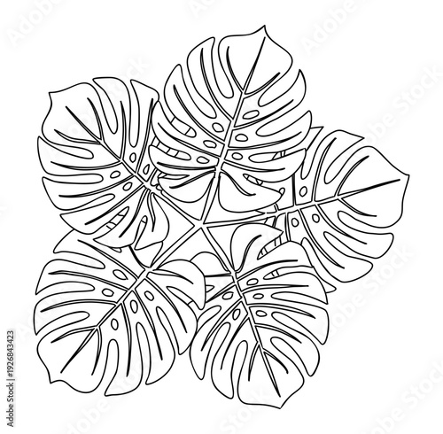 Stylized black and white line drawing of Monstera deliciosa leaves arranged in a symmetrical starburst pattern, top-down botanical design.