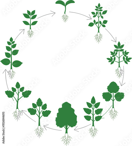 Circular illustration of plant life cycle showing seedling sprout, leaf and stem growth, flowering, fruiting, and mature tree stages for biology, botany, and educational concepts