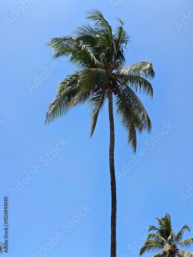 Zanzibar tropical garden