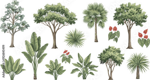 Collection of illustrated tropical and subtropical plants including palm trees, broadleaf trees, flowering plants, and leafy shrubs for botanical, landscape, gardening, and educational design concepts