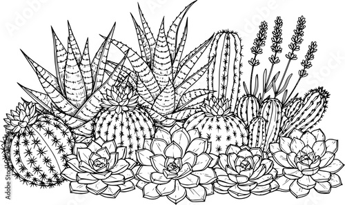 Hand drawn outline botanicals featuring various succulent, cactus, and lavender plants